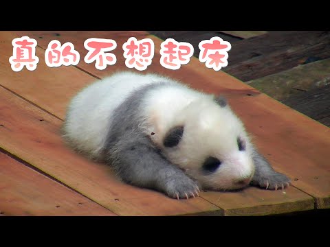 《熊貓早晚安》賴床是對冬天最大的尊重 | iPanda熊貓頻道
