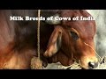 Milk Breeds of Cows of India