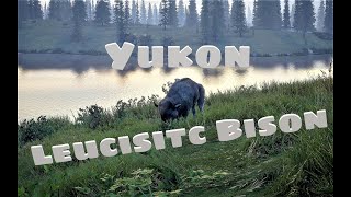 Leucistic Bison with Hawk Edge Bow, theHunter  Call of the Wild