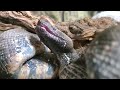 マウスを呑むパシフィックグランドボア