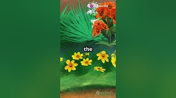 The Great Race  Turtle vs  Rabbit