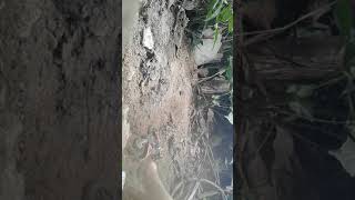 Trilha Com Motinha 2 Tempos E Ktm