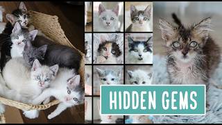 Pretty Kittens — or Hidden Gems? (Re-upload)