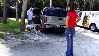 Deaf Bull Terrier Meets Boxer Katie