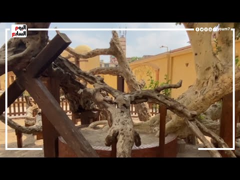 شجرة مريم هنا شفى المريض واستظل السيد المسيح ومريم العذراء خلال رحلة العائلة المقدسة