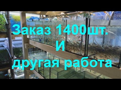 Заказ 1400шт. И другая работа...