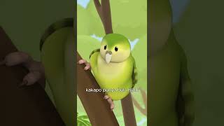 Spesies burung beo ini tidak bisa terbang! 🦜 | Leo Si Penjaga Alam | #shorts