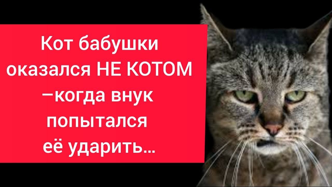 Кот бабушки оказался НЕ КОТОМ – когда внук попытался её ударить…
