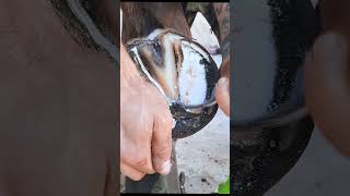 Satisfying Hoof Trimming🐴🐴 #shorts #hooftrimming #satisfying #hoofcare #horseshoeing #thefarrierlife