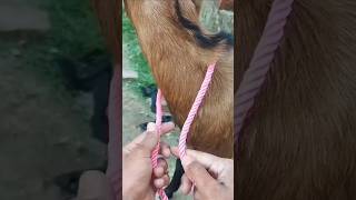 Cara mengikat tali pada leher kambing