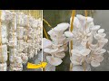 How to Grow Bbalone Mushrooms at Home for Continuous Harvest for 3 Months