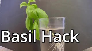 How To Grow Basil From Cuttings