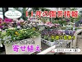 今週の花便り #15【2022.11.4】ネメシア使った寄せ植え！【初心者でも簡単】 パンジー ビオラ ポインセチア　など