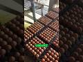 Build a chicken farm on a fish pond! #delicius #chinesefood #food #fyp #youtube #funny