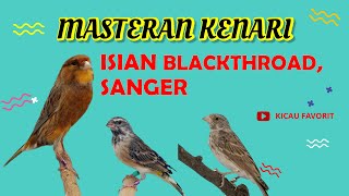 Blur 33 Masteran Burung Kenari Isian Blackthroad dan Sanger - Kicau Favorit