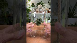 I Propagated Jade In Air And Didnt Expect This