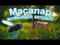 ҚАНІШЕР ЖӘНДІКТІҢ ҚАНДАЙ ПАЙДАСЫ БАР / ШЫБЫННЫҢ ЭКОЖИЕДЕГІ ОРЫНЫ