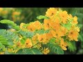 Phytochemistry2 phenolic glycosides (lec5 part 2)