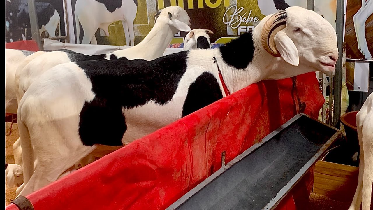 PRODUCTION DE NATANGUÉ FILS DE BAYE BIRANE BERG TIM TIMOL PROMET DU LOUTD