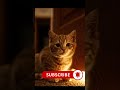 Don’t Skip… This Sad Cat Story Will Break Your Heart 😢#sadcat #watchtillend #viral #shorts