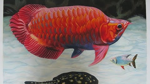 Cách chữa nấm râu và nấm thủy mi cá rồng - Khỏi toàn diện mầm bệnh trong hồ 100%