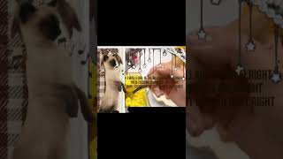 || like-.. || #relatable #fyp #cat #rant || do not re-upload even with credits