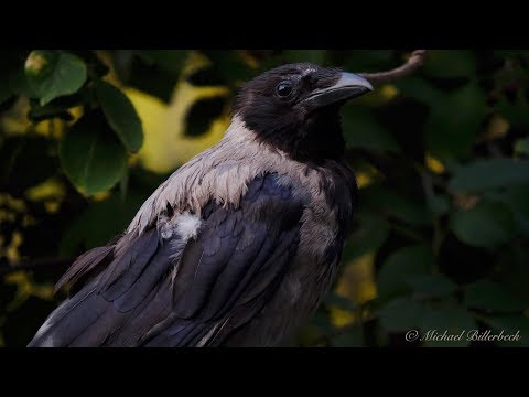 Hooded Crow (Corvus