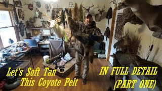 How to Soft Tan a Coyote Pelt (FULL DETAILS PART ONE) screenshot 1