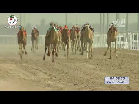 الشوط 3 شلفا سمحه لـ هجن الرئاسة 8 55 83 ختامي الشحانية 2021 3 25 ايذاع