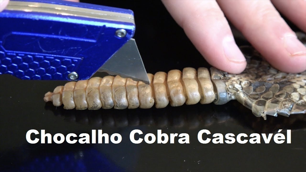 VEJA PARA QUE SERVE O CHACOALHO DA CASCAVEL YouTube VEJA PARA QUE SERVE O CHACOALHO DA CASCAVEL YouTube