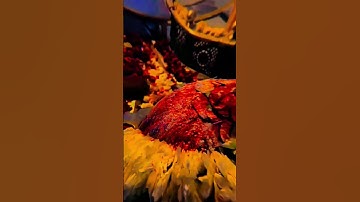 4k🕉️Mahadev status🌸🔱Bholenath status video🚩🌿 WhatsApp status video#shorts #shiv #kedarnath #mahadev