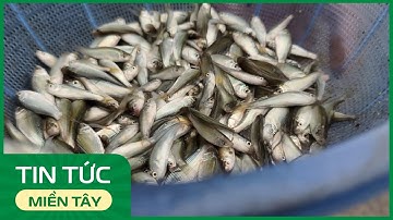 Người dân miền Tây bẫy cá linh bằng bình nhựa | THDT