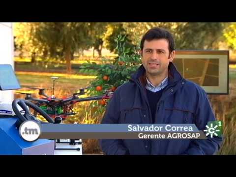 Vídeo: Kokabu: Un Híbrid D’extrem Orient I Naps D’enciam, Varietats I Tecnologia Agrícola