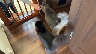 出産入院するママを見送る猫　ノルウェージャンフォレストキャット&ラガマフィン　　Cat seeing off mom to be hospitalized