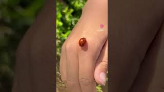 Bọ cánh cam  #ladybug 🐞