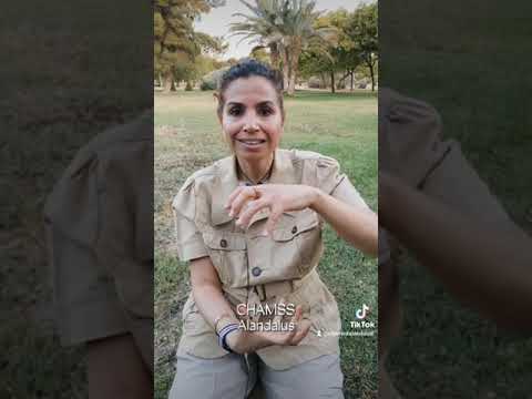 وصفة النعناع القوية لتنظيف وتعافي الكبد تيكتوك 105 شمس الاندلس 