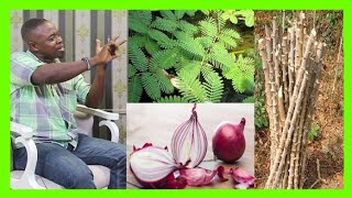 How to use Mimosa to take spiritual Sickness away,spiritual side of onion &  cassava tree-