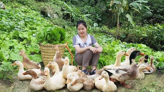 Harvest Choy Sum & Geese Goes To Market Sell - Feeding The Livestock - Farm Life | Trịnh Thị Mây