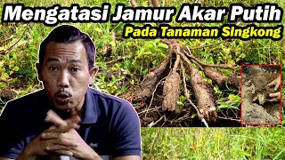 How to Treat White Root Fungus on Cassava Plants