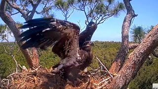 Watch Bald Eagle Romy Fledge From The Hamlet