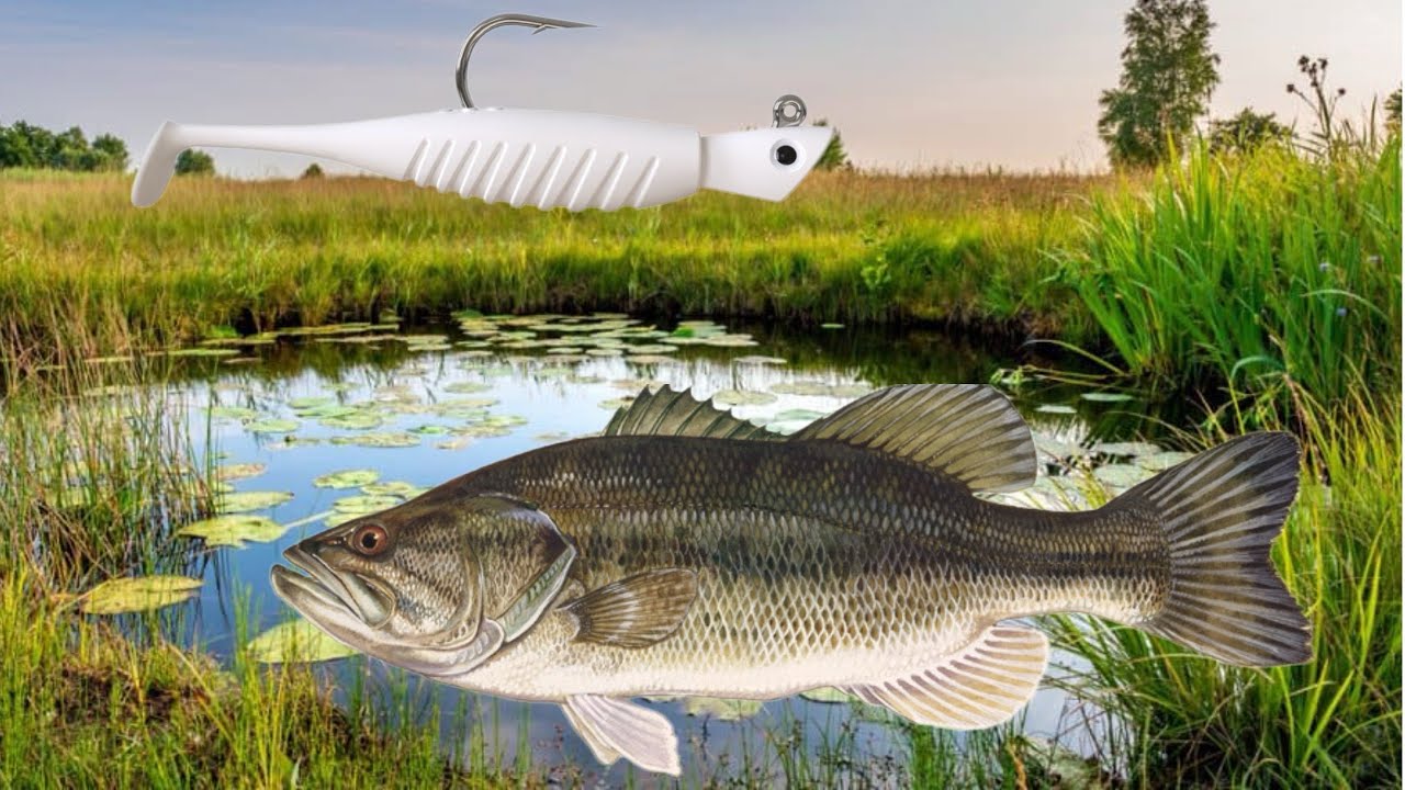 A white swim bait in the early spring had these bass fired up