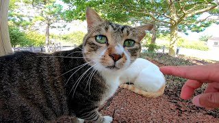 ちょっと警戒心の強い猫とモフられに割込んでくる先輩猫