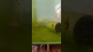 நம்ம single தான் 😭 நல்லா இருங்கடா #shortsfeed #shorts