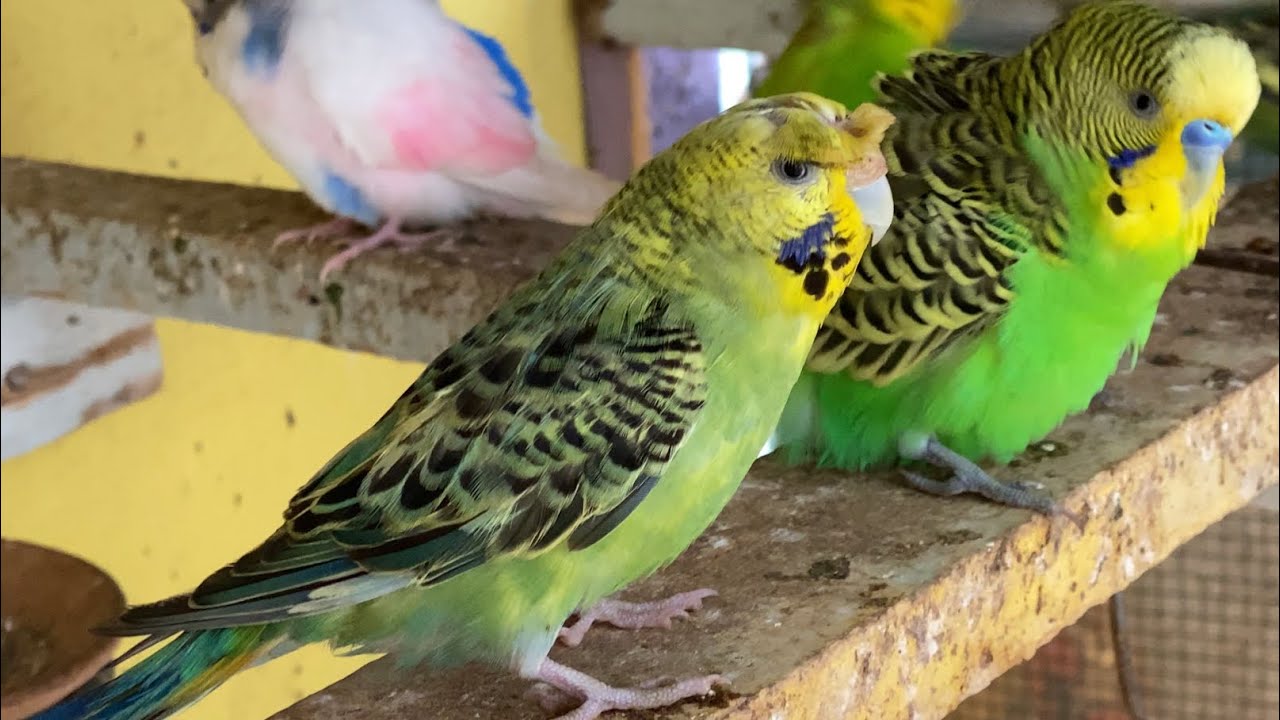 4K breathtaking Colorful Birds of the Parakeets Birds and Sound and