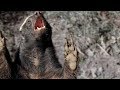 The Weasel Family is Fierce! | Natural World: Weasels | BBC Earth