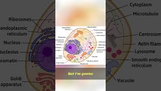 Eukaryotic Cell: Mastering Organelles & Endomembrane System