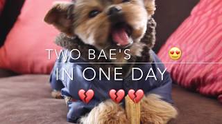 Super stud yorkie gets tail by Agent the teacup Yorkie 872 views 6 years ago 8 minutes, 4 seconds
