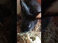 Rabbit 1st walk at the nest 🐇🐇🐇 #funnyvideo #animalshorts