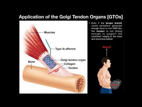 ചലനത്തിലും വ്യായാമത്തിലും Golgi Tendon അവയവങ്ങളുടെ [GTOs] പ്രവർത്തനം