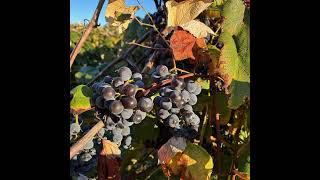 Between The Vines S5E12: Drought-like conditions and SLF spottings